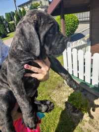 Cane corso italiano pies