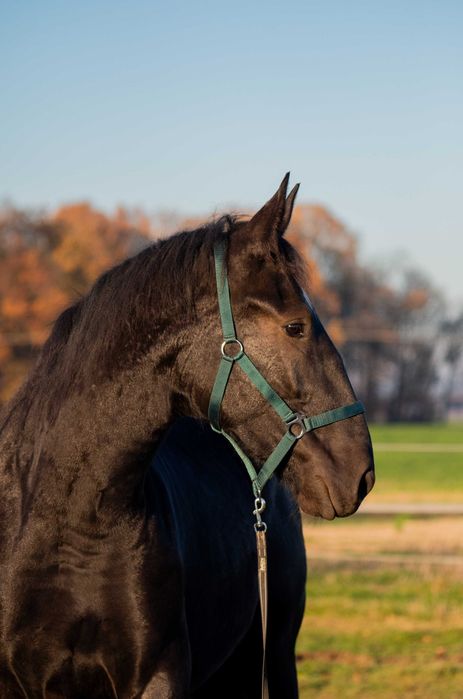 Klaczka/klacz rasy śląskiej.