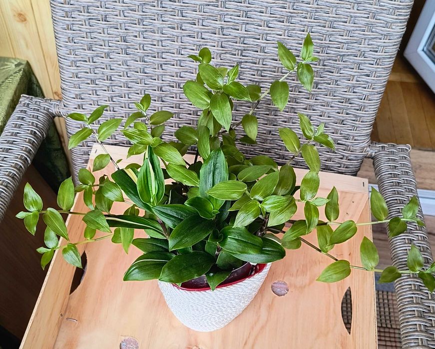 Традесканція зелена.