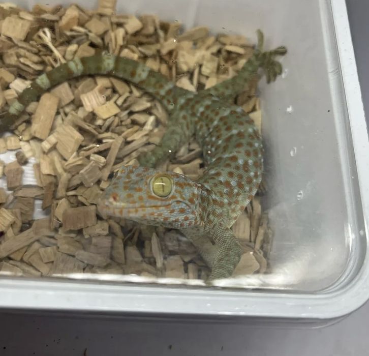 Gekon Toke gecko