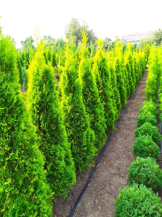 ТУЯ СМАРАГД, Колумна, Ауреа, Даніка,САМШИТ, ЯЛІВЦІ, Листяні кущі, інше