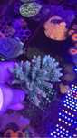 Frags corais SPS para aquario agua salgada.
