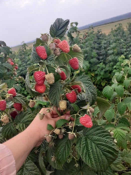 Sadzonki malin wczesne GIGANT oraz późne, możliwość WYSYŁKI