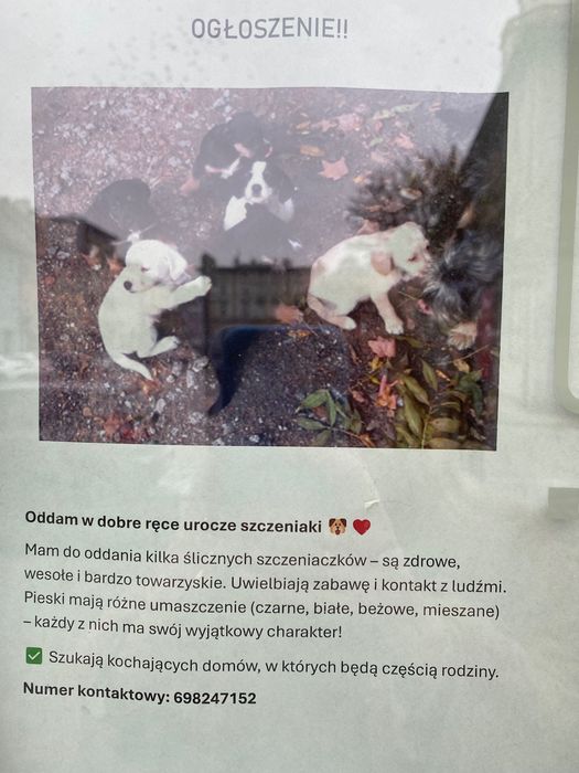 Szczeniaki do oddania