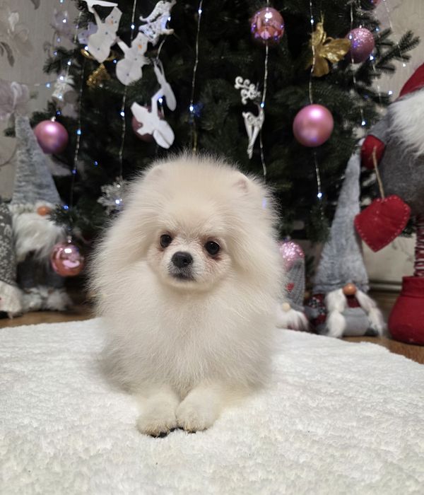 Маленькі пухнастики під ялинку