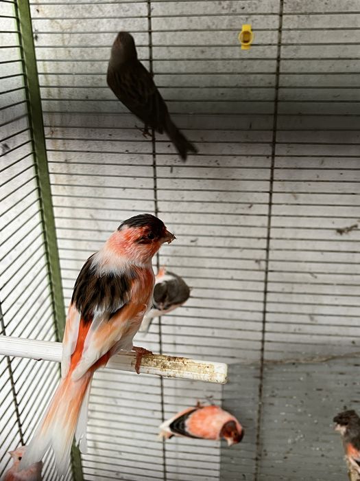 Vendo canario Arlequim Portugue ou lote de 25