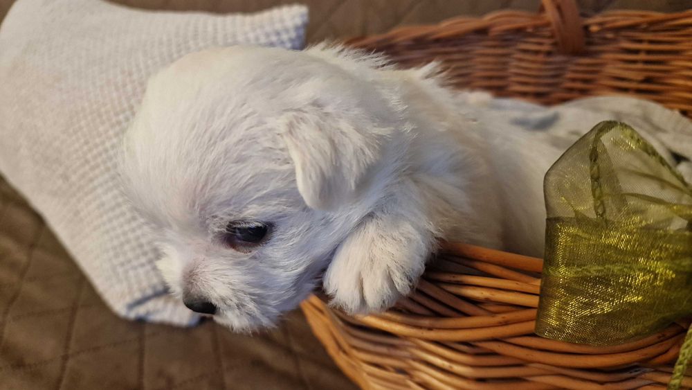 chłopiec West Highland White Terrier FCI z metryką ZKwP -po Championie