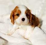 Cudowny piesek Cavalier King Charles Spaniel ZKwP FCI eltarne pochodze