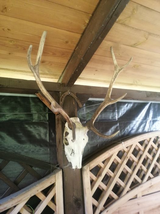 Poroże jelenia z czaszką