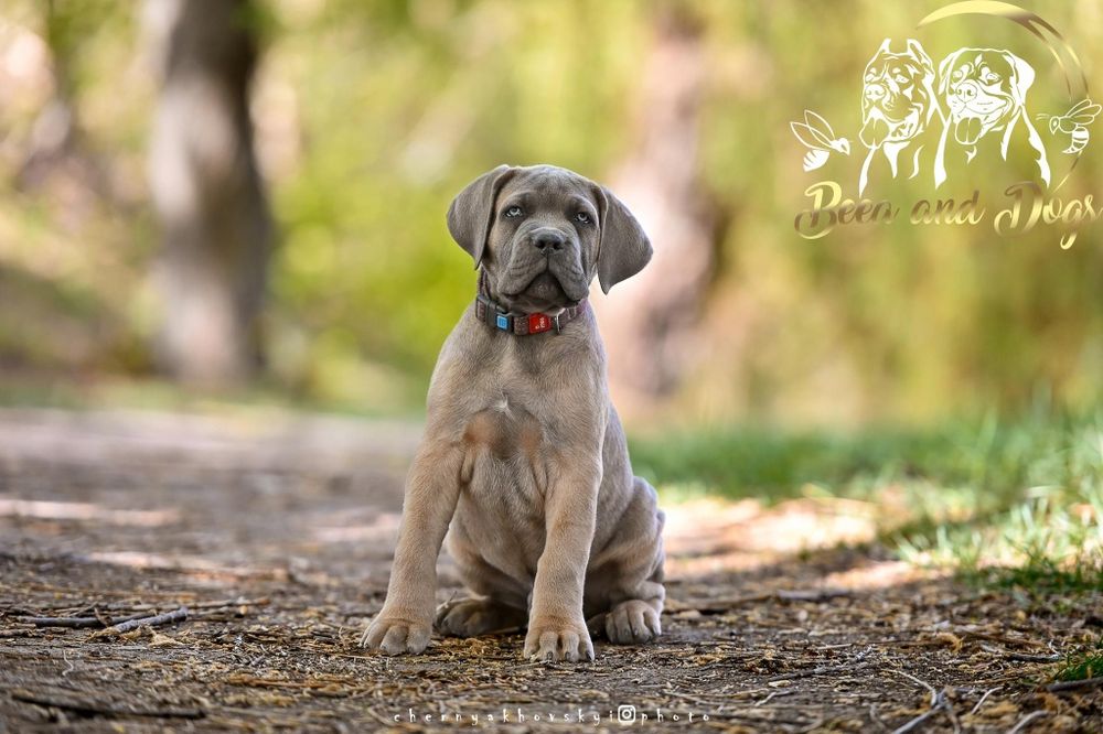 Щенки Кане Корсо