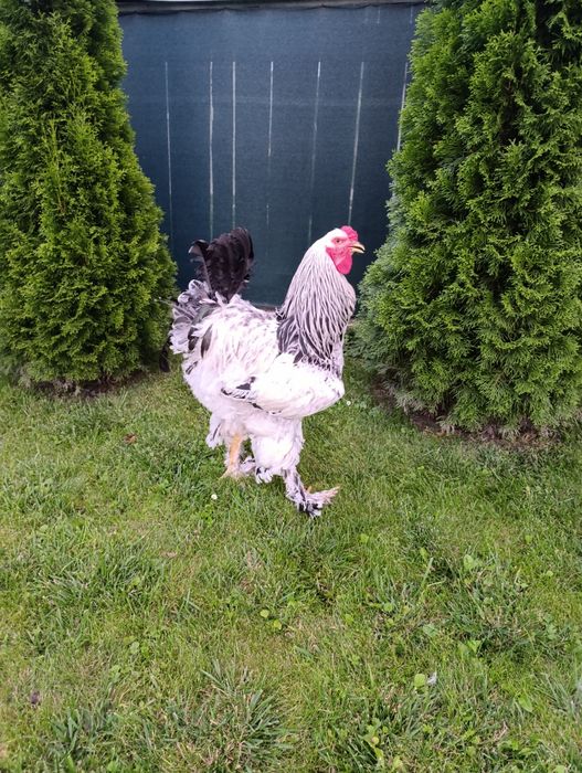 Світла колумбійська брама