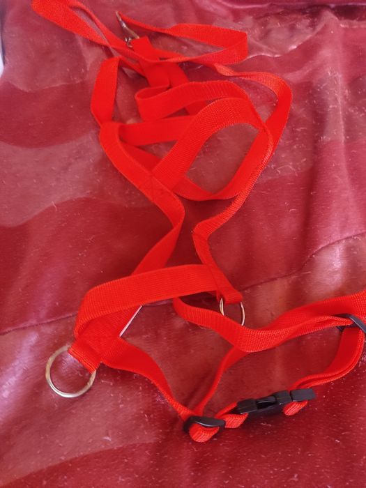 Собачий повідок, Німеччина