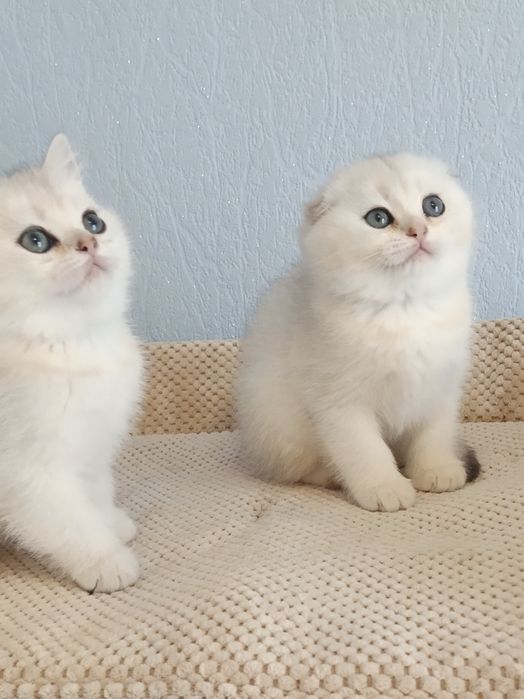 Потішні котусики вільні