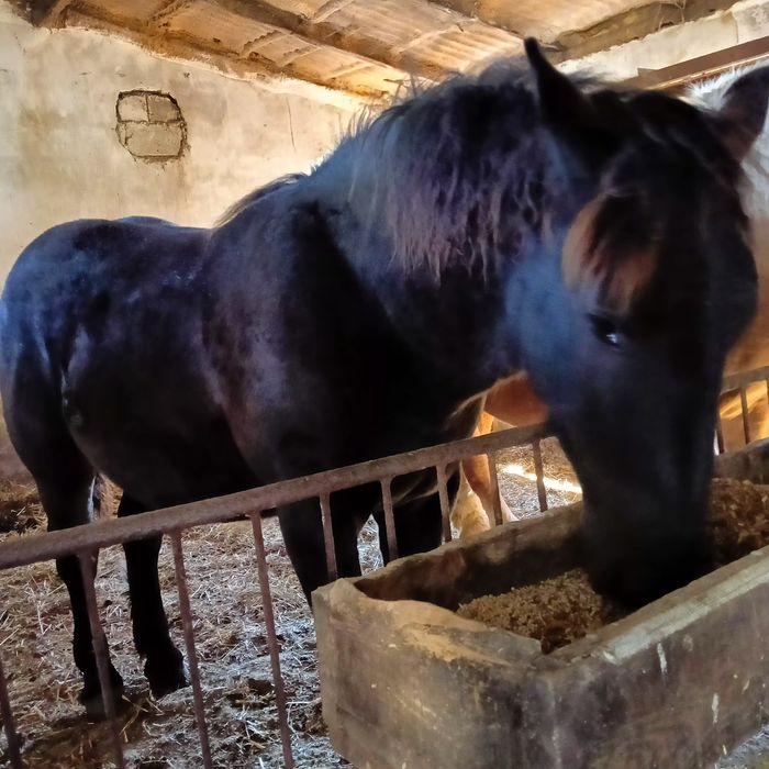 Ogierek zimnokrwisty