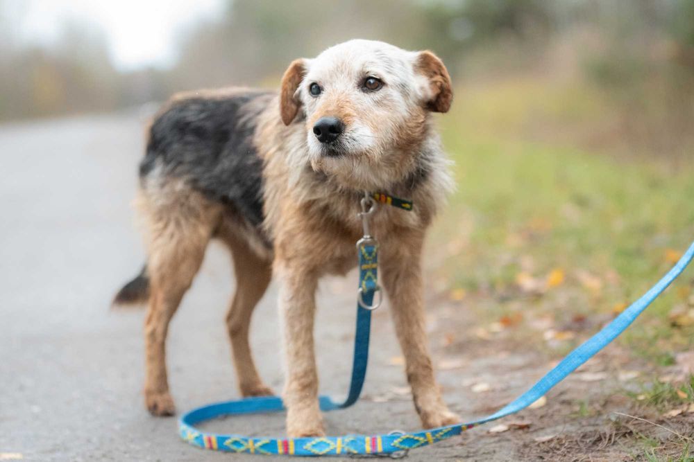 Zrazik- nieduży, w typie teriera, bardzo łagodny piesek