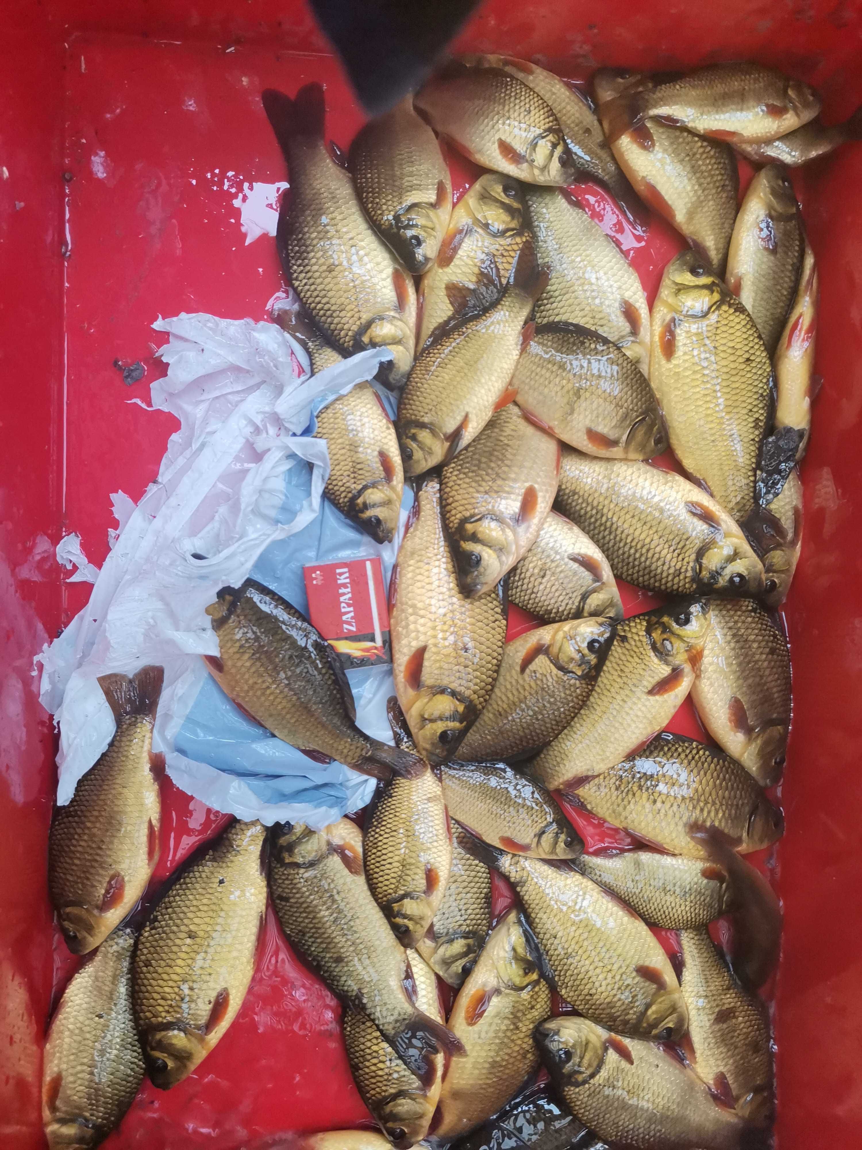 karp kroczek od 18cm do25cm 1szt 15zł  oraz pstrąg jesiotr amur
