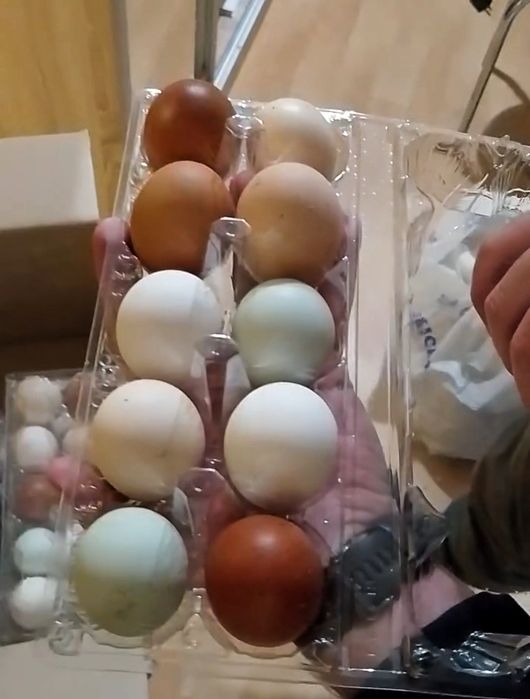 Яйцо столовое домашнее