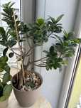Fikus Tępy  Ficus Microcarpa Ginseng