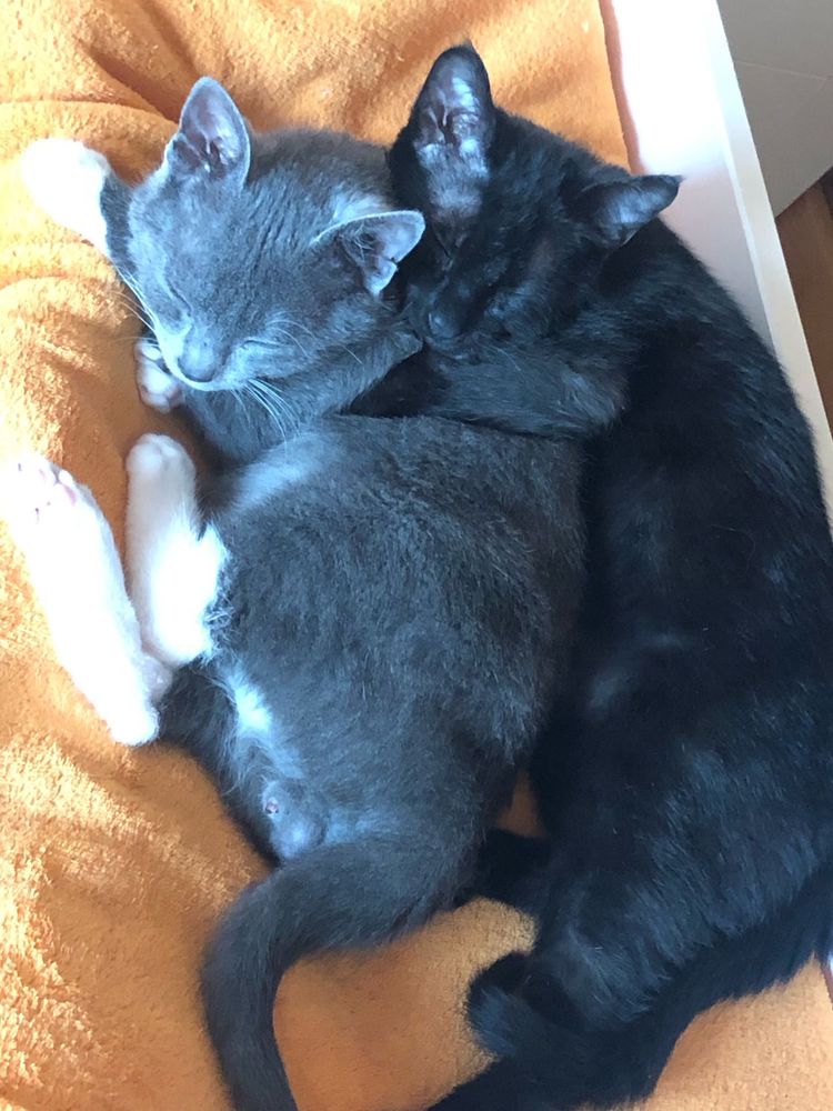 Gatinhos para adoção CONJUNTA