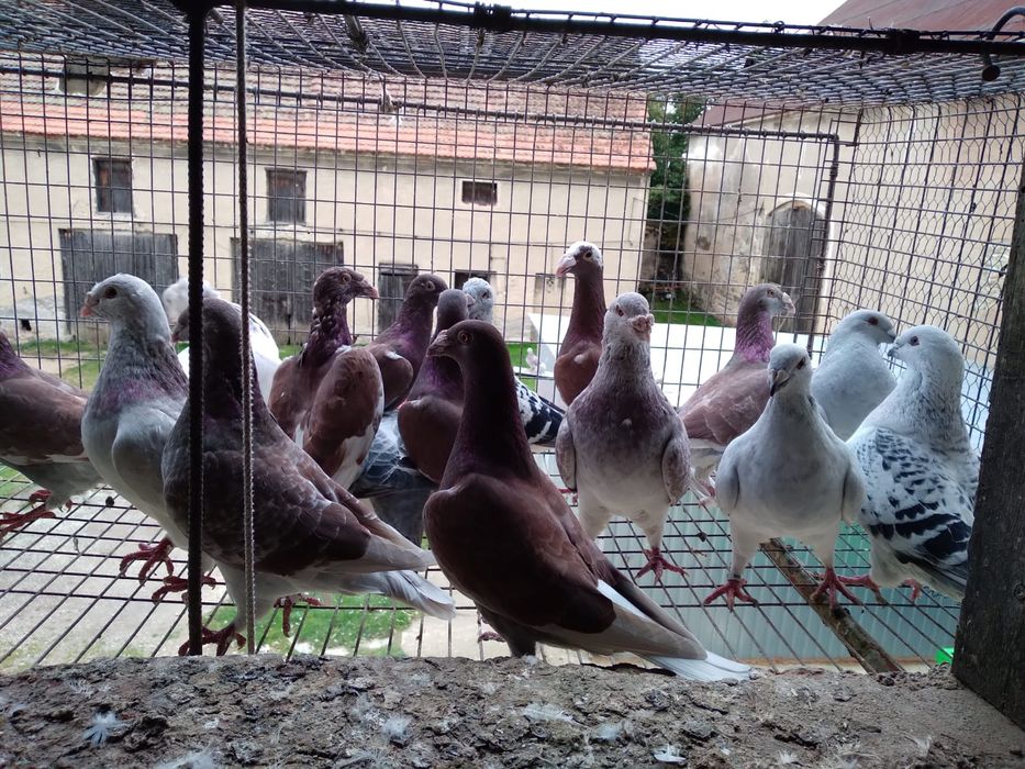 Sprzedam gołębie ozdobne