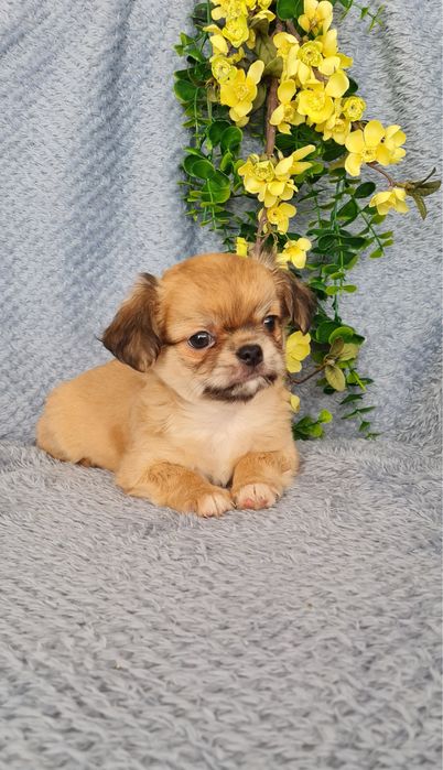 Excecional pelo longo mini Chihuahua.Chiuaua, Qualidade linhagemRussa