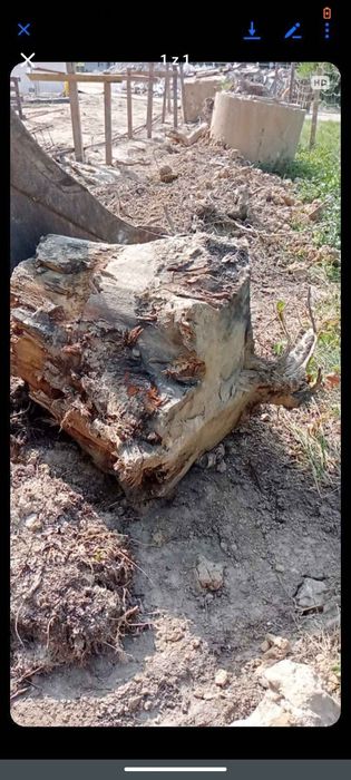 Korzenie dębu drewno Jasło