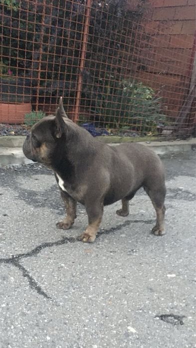 Вязка вʼязка французкий французький  бульдог