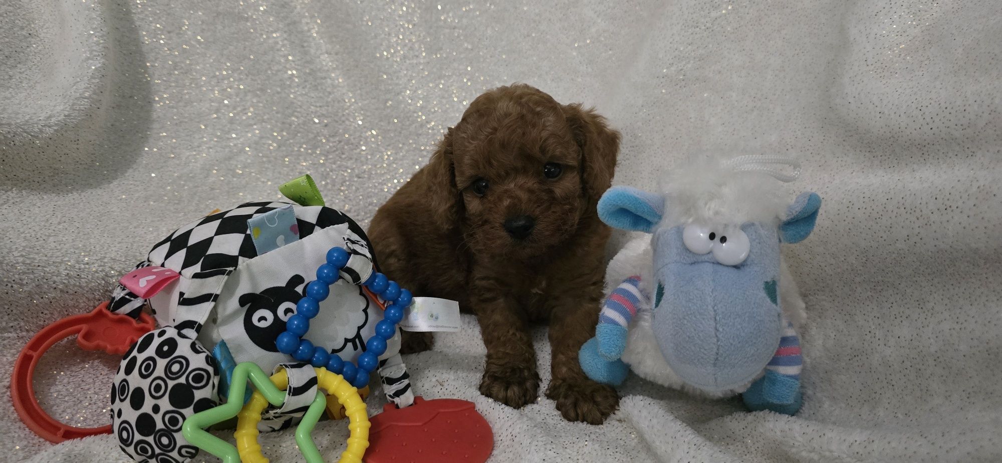 Maltipoo samczyk kolor Red Brown do odbioru