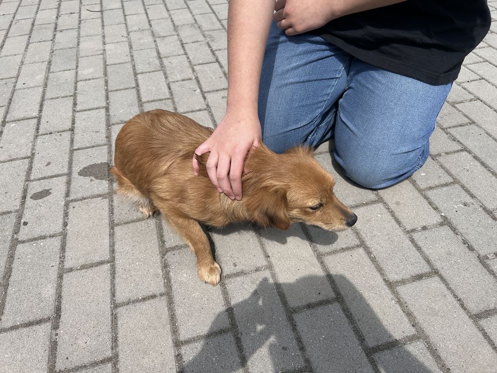 Do oddania suczki maja pol raku  rasa mieszana.