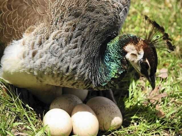 Jaja lęgowe pawia indyjskiego (pawi królewskich).
