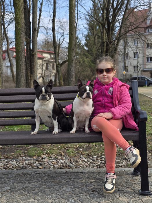 Boston Terrier  ZKwP FCI planowany miot 2026r