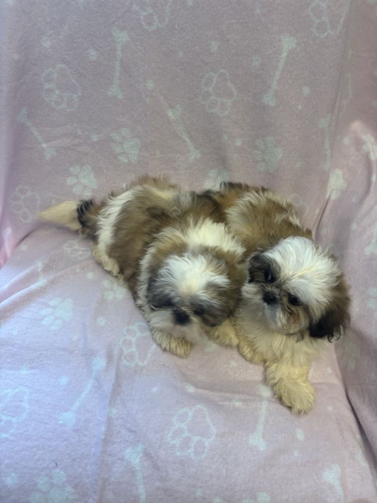 Shih tzu suczki do odbioru 3 miesiace