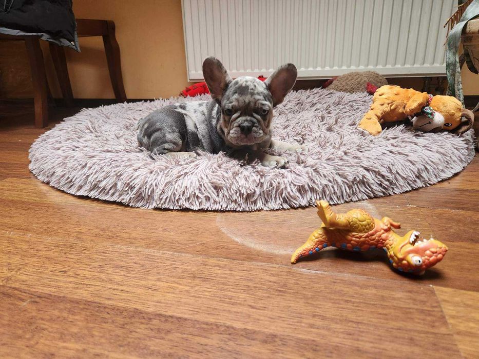 Французькі бульдожата