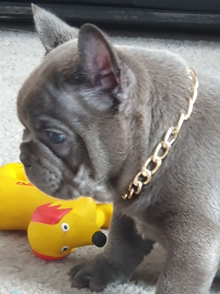 Buldog francuski/ Uroczą piesek