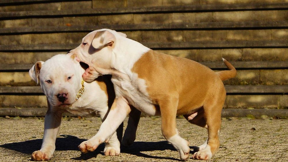 Lexus,Mocny szczeniak Amstaff z rodowodem,  gotowy do odbioru