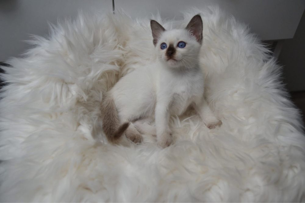 Kocurek tajski – hodowla Grand Amari*PL, PZF - WCF