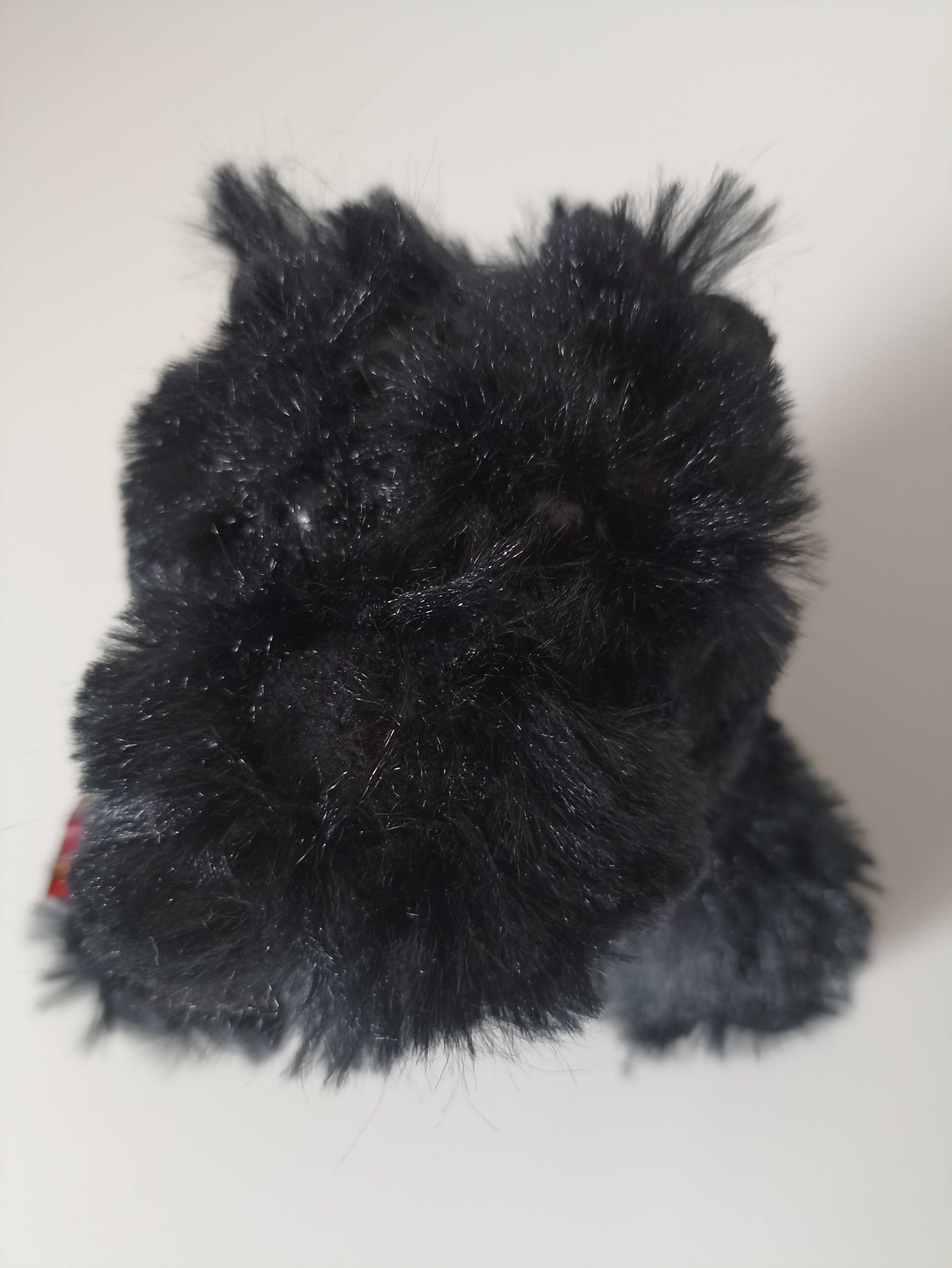 West highland black terrier/Scottish Terrier Aberdeen Terrier