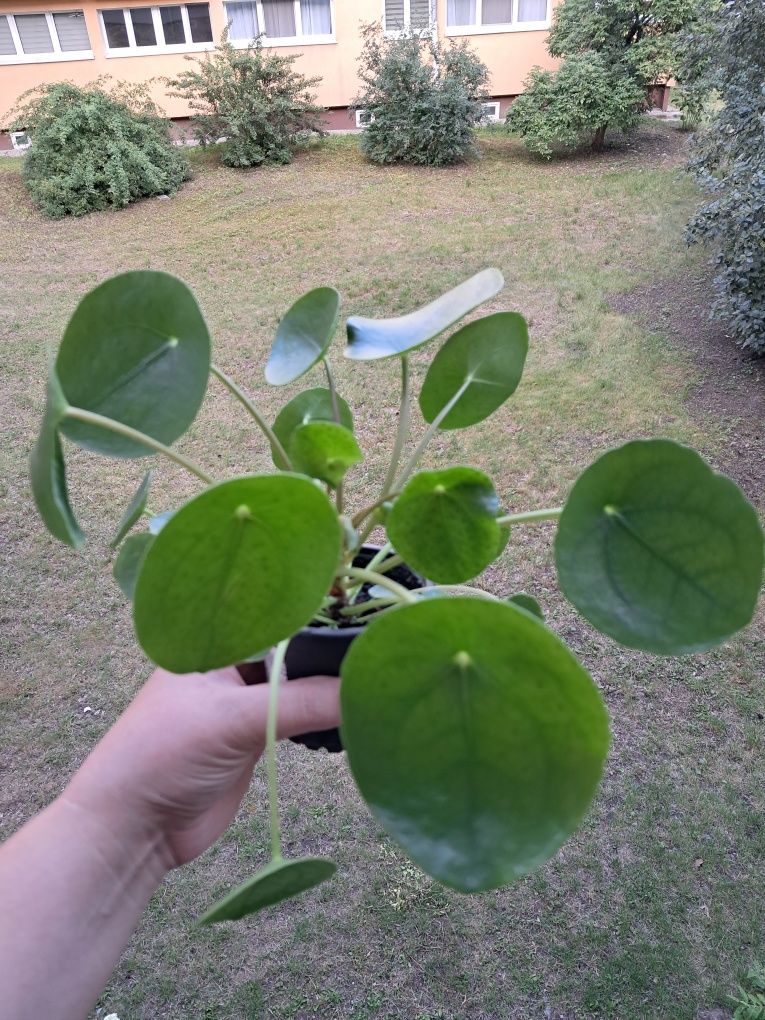 Pieniążek pilea peperomioides