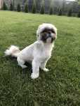 Shih tzu gen blue reproduktor