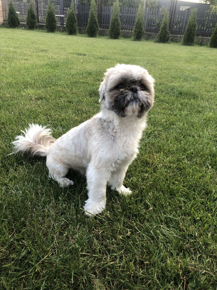 Repeoduktor Shih tzu