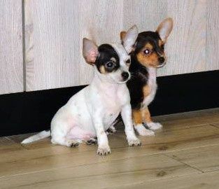 Chihuahua piesek