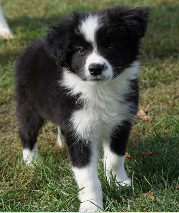 Border collie , chłopiec czarno biały ZKwP / FCI