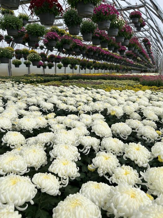 Chryzantemy doniczkowe