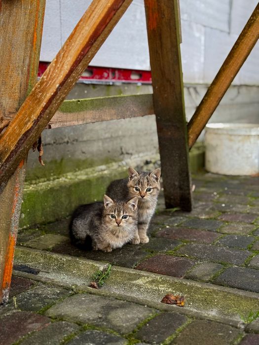 Кицюні 2 місяці, м Сарни