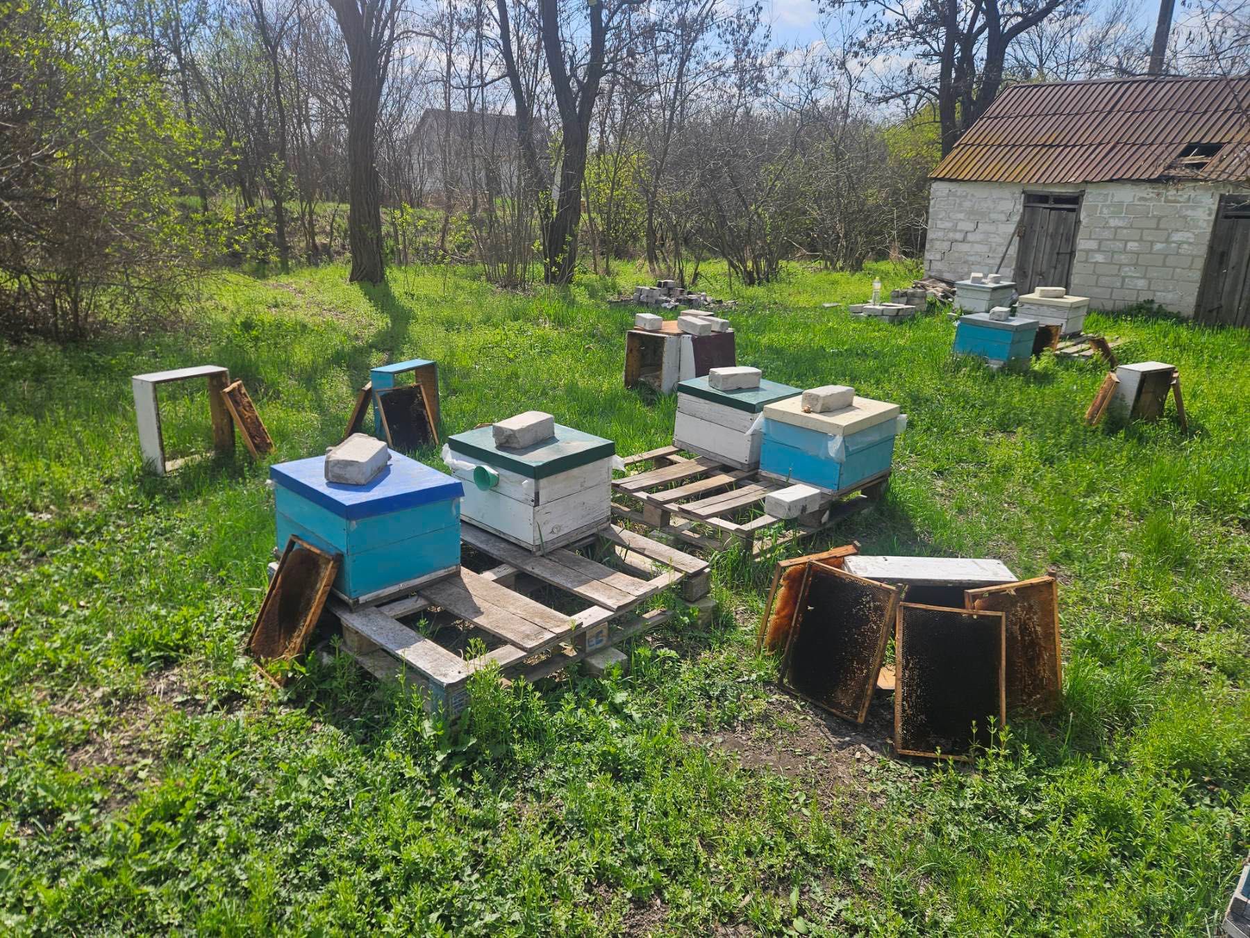 Продам пасіку. Хутор Глубиніха