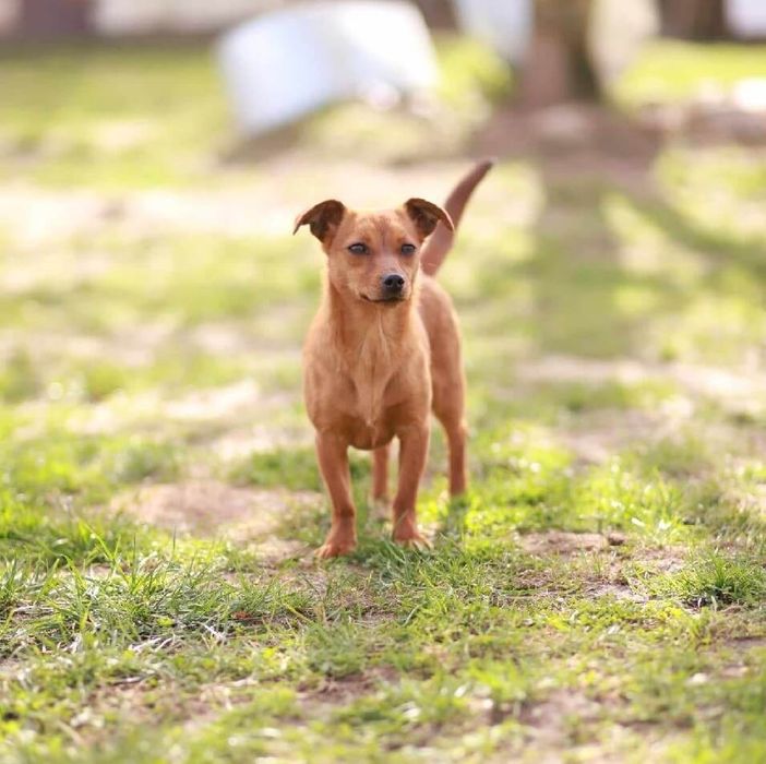 Mała, urocza i kompaktowa sunia chętnie się z Tobą zaprzyjaźni
