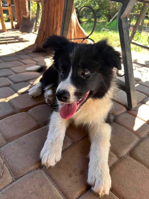 Piesek Border Collie ZKWP/FCI