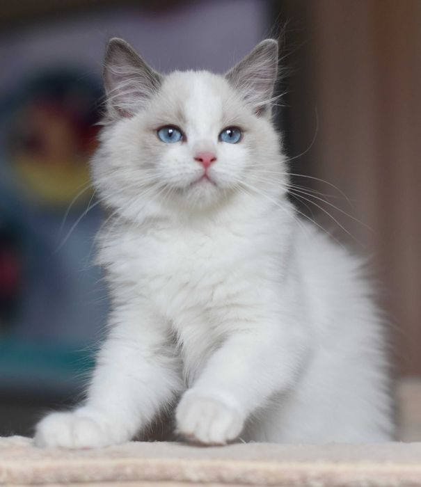 chłopczyk Ragdoll gotowy do zmiany domku