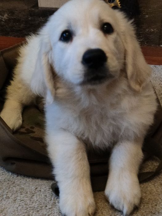 Golden Retriever suczka