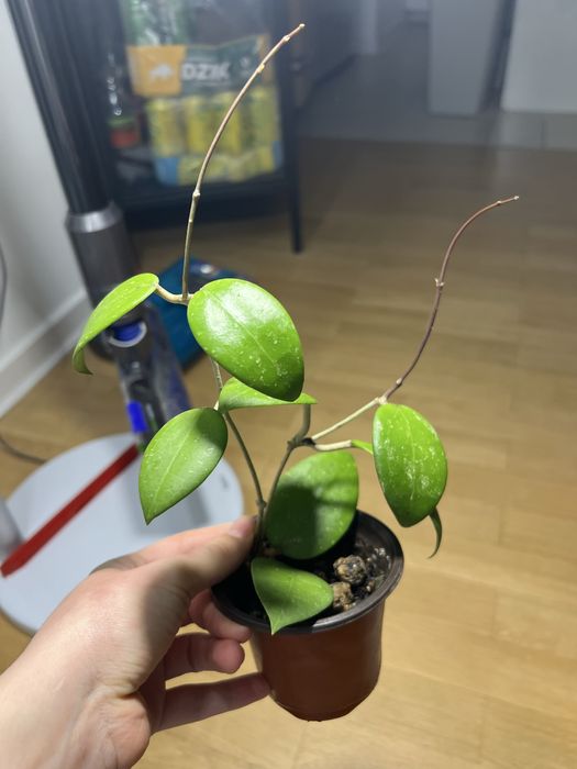 Hoya sp. 'Hat Som Paen'